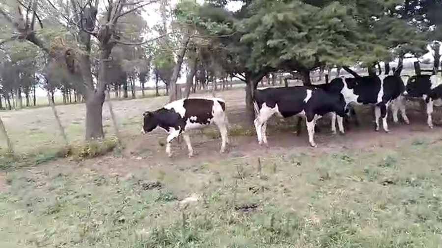 Lote 6 Novillos HOLANDO a remate en REMATE POR PANTALLA 280kg - , San José