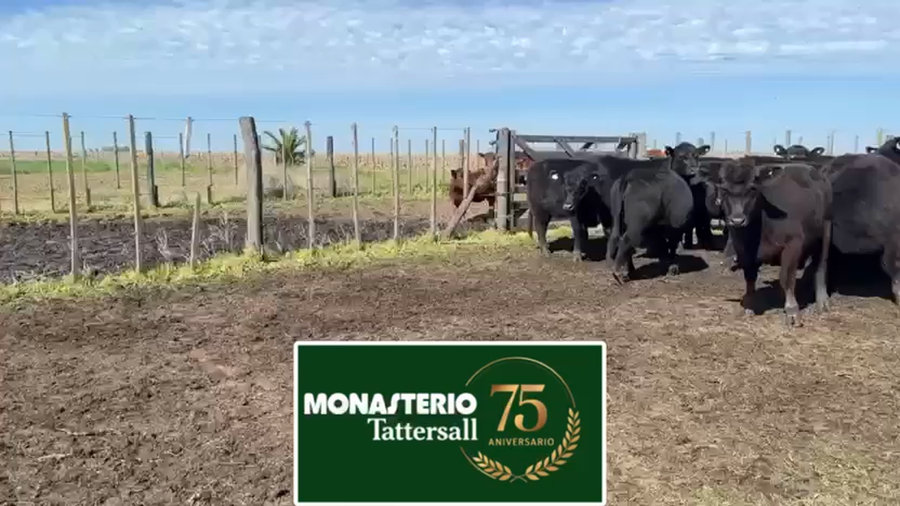 Lote 35 Vaquillonas preñadas en Buenos Aires, Tres Arroyos