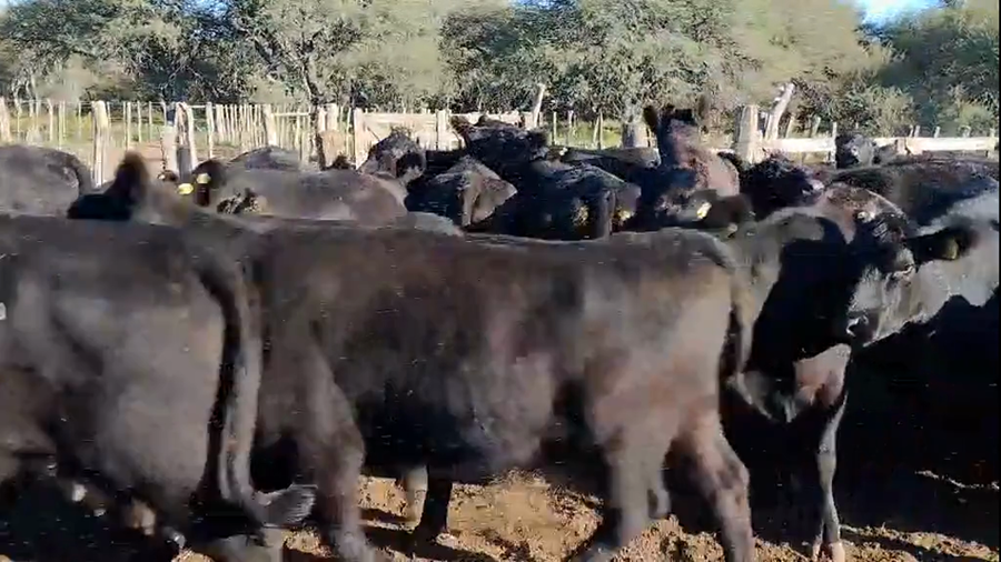 Lote 50 Vacas Vacías Nueva