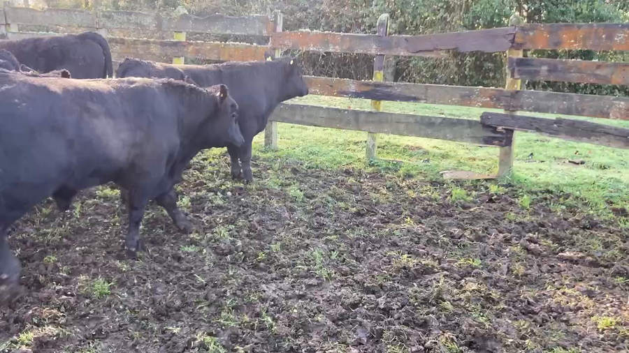 Lote 19 Ternero en Purranque, X Región Los Lagos