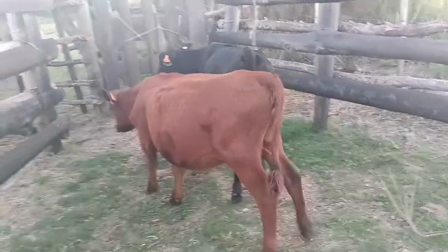 Lote 2 Terneros a remate en Pantalla Camy - Aniversario 31 Años, San José