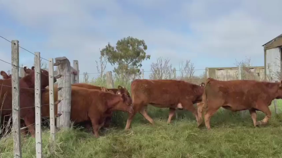 Lote 60 TERNS MACHOS Y HEMBRAS, PEHUAJO, PCIA. DE BS. AS.