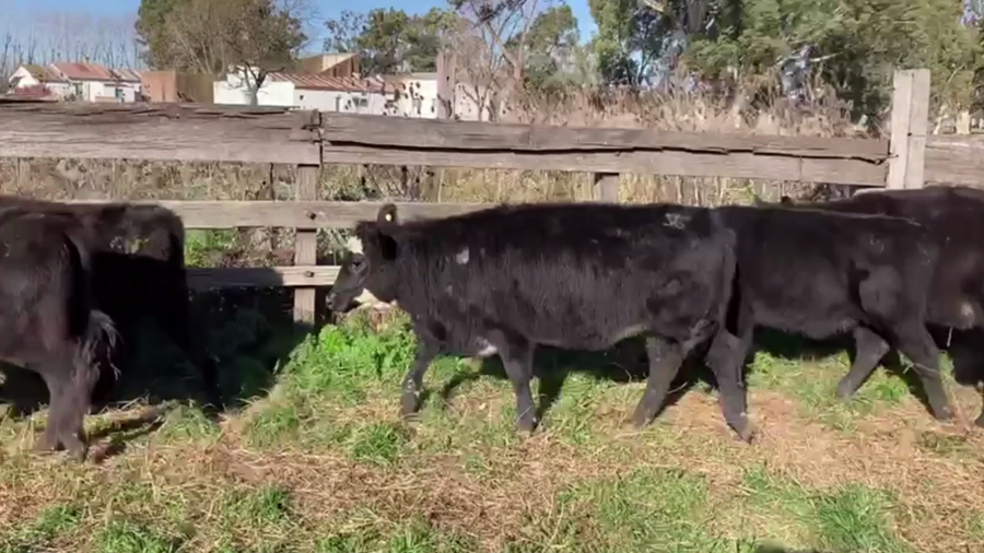Lote 70 TERNS. MACHOS Y HEMBRAS, OLAVARRÍA, BS. AS.