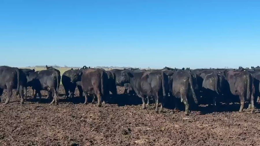 Lote 51 Vacas usadas preñadas