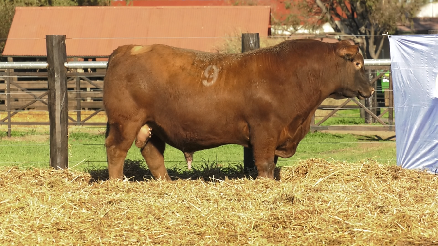 Lote TOROS ANGUS PURO CONTROLADO