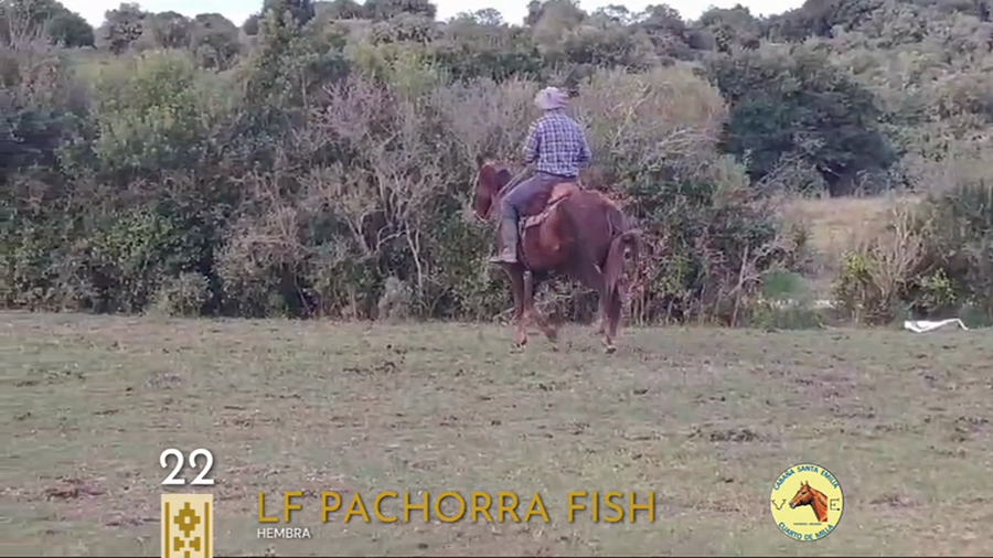 Lote LF Pachorra Fish