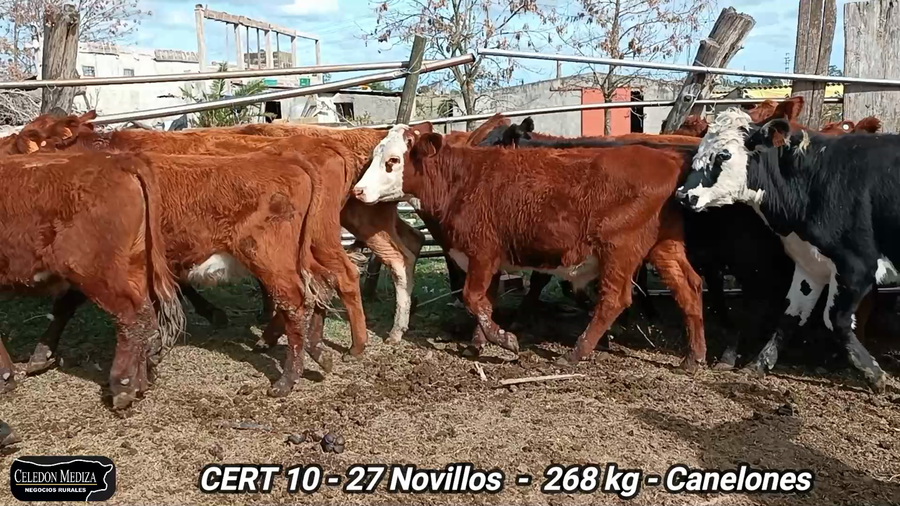 Lote 27 Novillos 1 a 2 años en Canelón Chico, Canelones