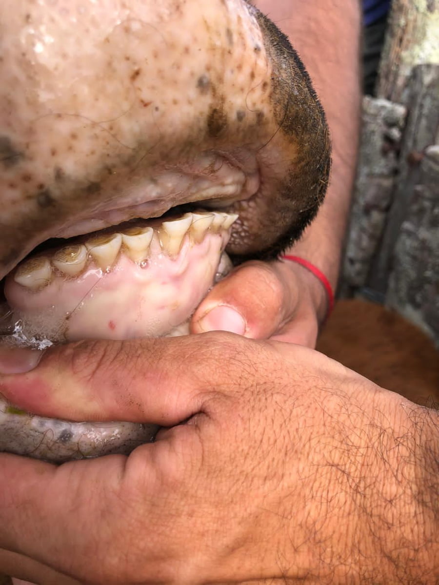 Lote 28 Vacas medio uso C/ gtia de preñez en Buenos Aires, Castelli