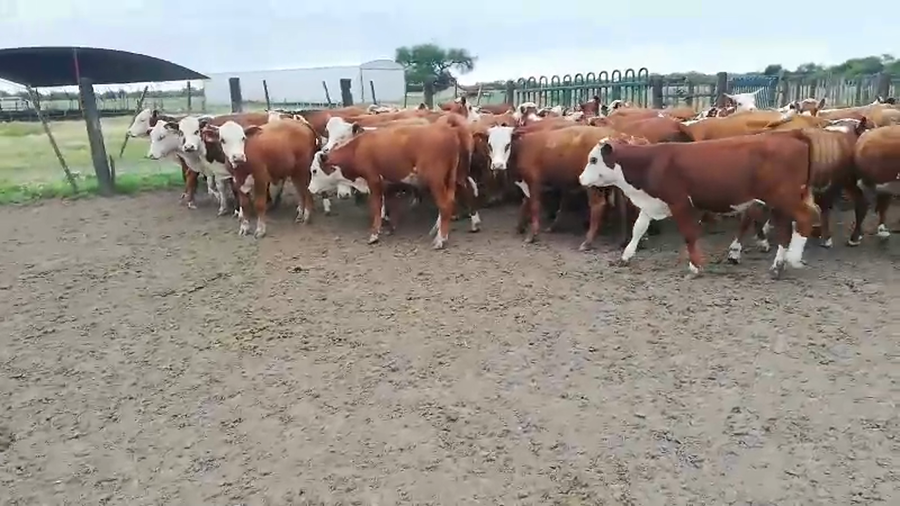 Lote 76 Terneros/as en Federal, Entre Ríos