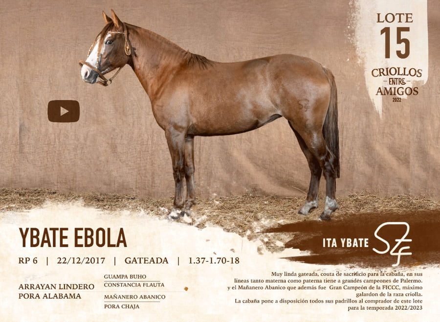 Lote YBATE EBOLA RP 6