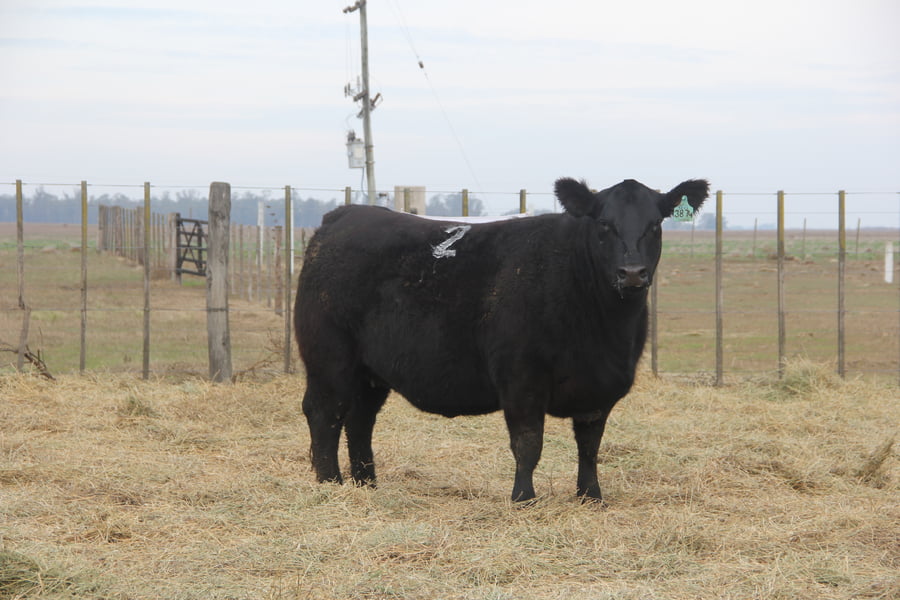 Lote VAQUILLONAS PURAS DE PEDIGREE