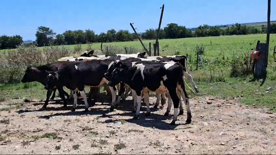 Lote TERNEROS HOLANDO