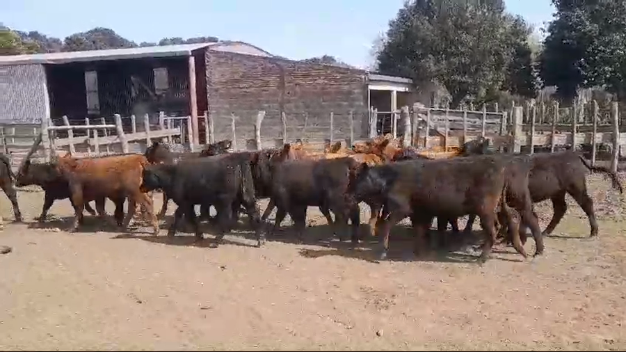 Lote (Vendido)21 Terneras BRANGUS/ ANGUS/ LIMANGUS a remate en #49 Pantalla Carmelo 200kg -  en COSTAS DE VACA