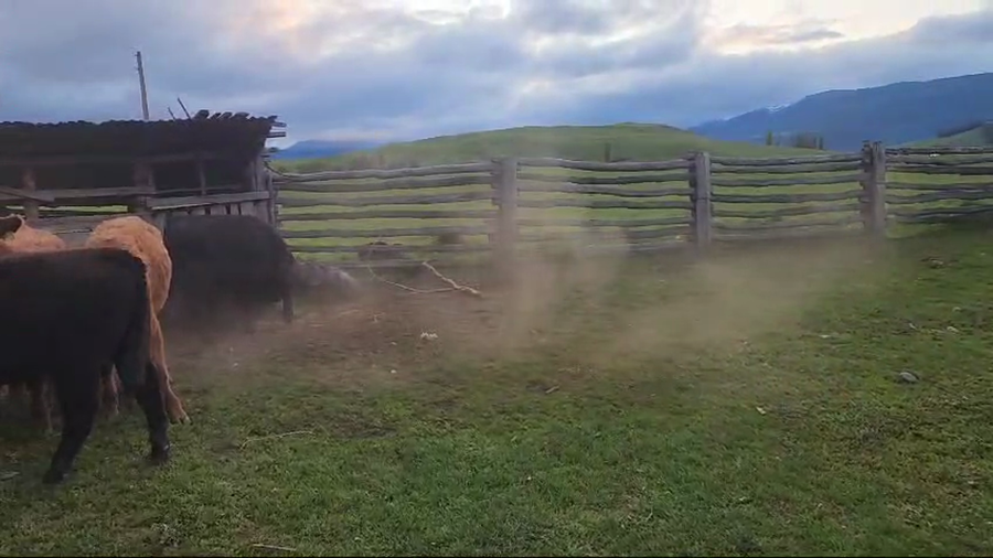 Lote 33 Ternero en Coyhaique, XI Región Aysén