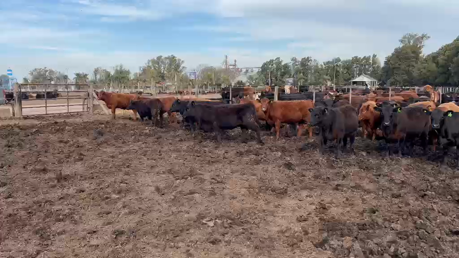 Lote 43 Vaquillonas faena
