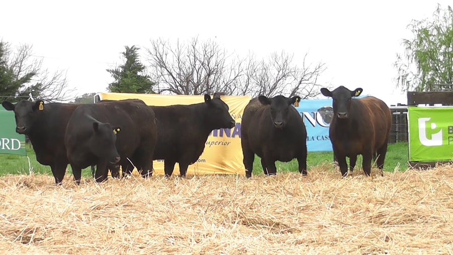 Lote VAQUILLONAS ANGUS PC PARICIÓN OTOÑO