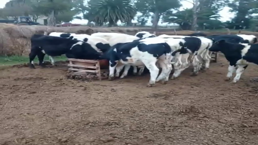 Lote 13 TERNEROS HOLANDO ARGENTINO EN RAMONA, SANTA FE