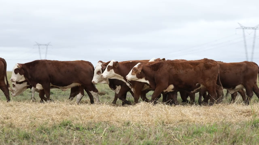 Lote Vaquillas señal 3 preñadas de otoño REMATE AGOSTO 2026