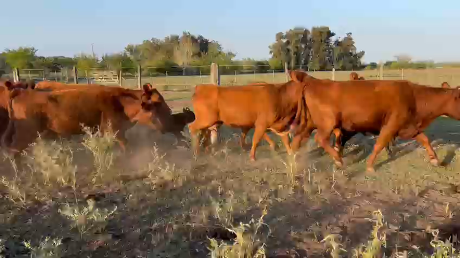 Lote 15 Vaquillonas C/ cria en Brandsen, Buenos Aires