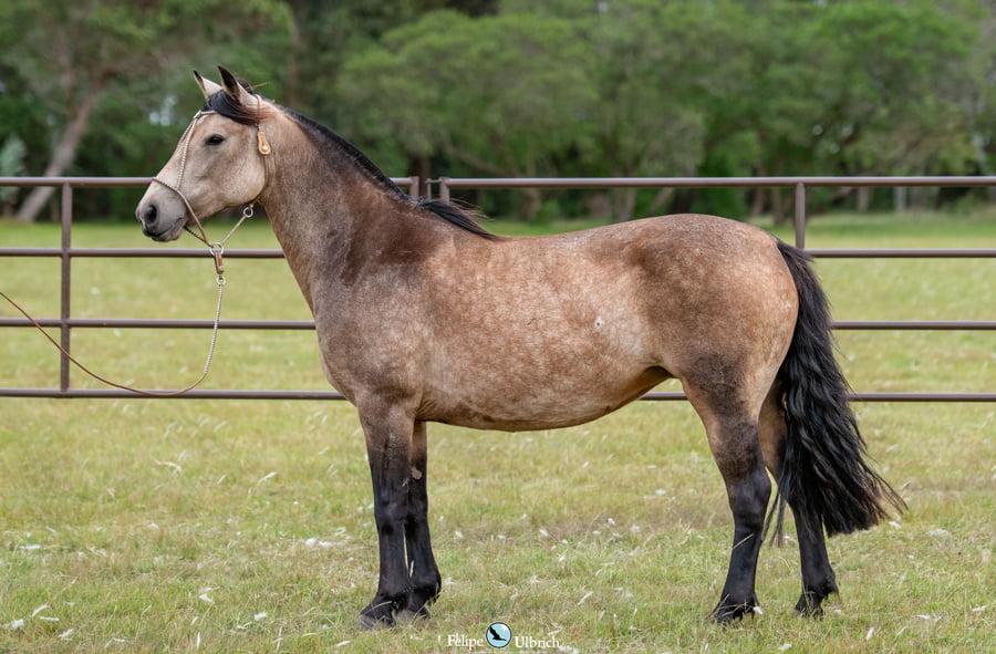 Lote JAGUEL VAINILLA