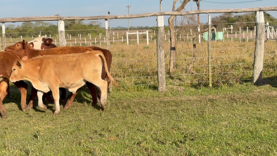 Lote 45 Terneros en Corrientes, San Roque