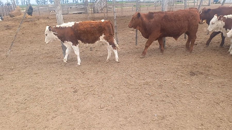 Lote 7 Terneros/as Cruza en Seeber , Córdoba