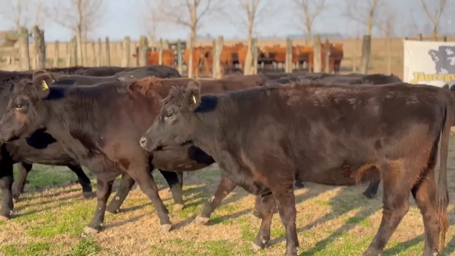 Lote 10 Vacas C/ gtia de preñez