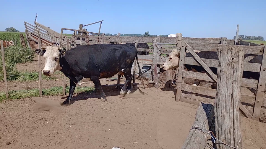 Lote 40 Vacas Usada C/Cria en Salazar