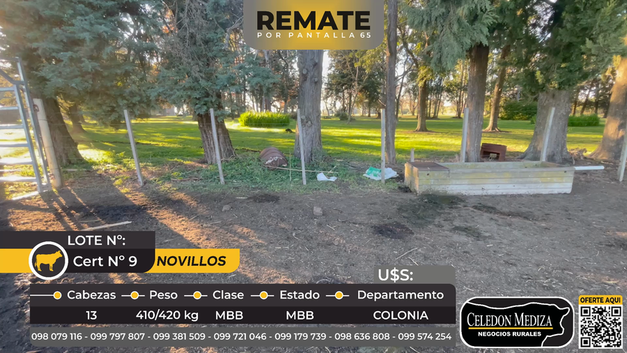 Lote 13 Novillos en Colonia