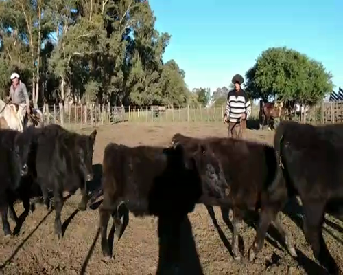 Lote Terneros/as  en Las Flores, PBA.-