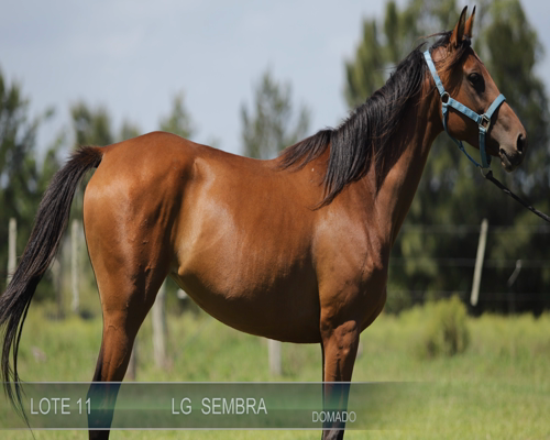 Lote LG SEMBRA