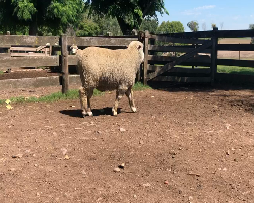 Lote 1 Borregos en Cerro Largo, Cerro Largo