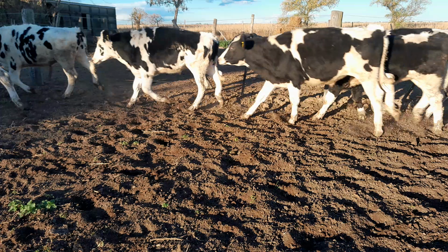 Lote 20 Novillitos Holando Argentino Feed Lot en Morteros, Córdoba