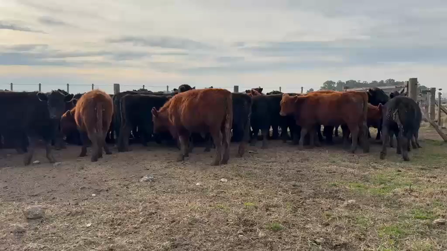 Lote 80 Novillitos