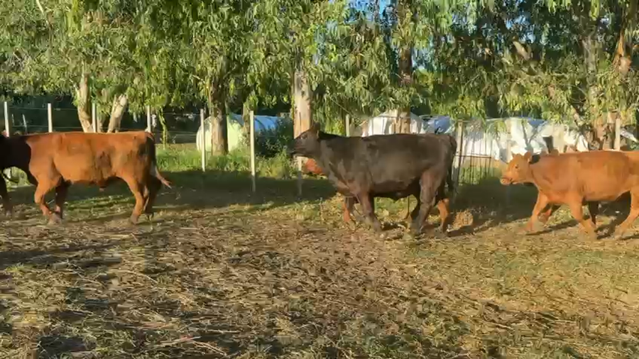 Lote NOVILLOS Y VAQUILLONAS 1a2 AÑOS