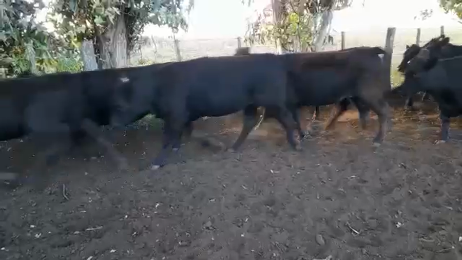 Lote 38 Vaquillonas C/ gtia de preñez en Benito Juárez, Buenos Aires