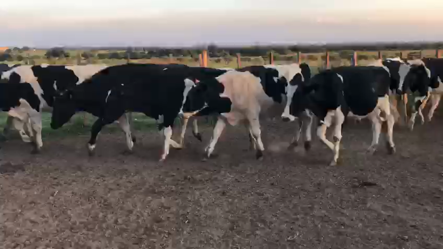 Lote 26 Novillos Holando a remate en Pantalla Camy en Rincon de la Torre