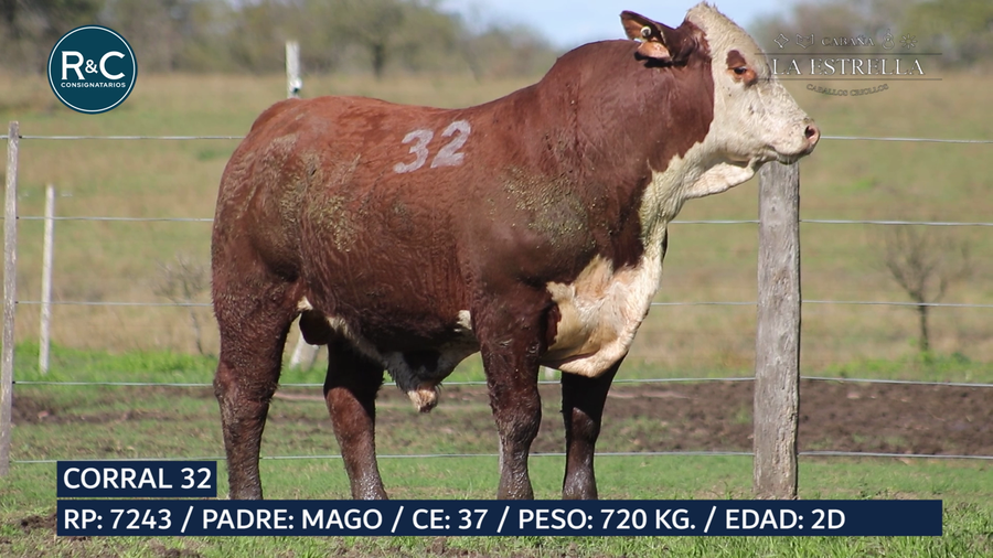 Lote Toro Braford