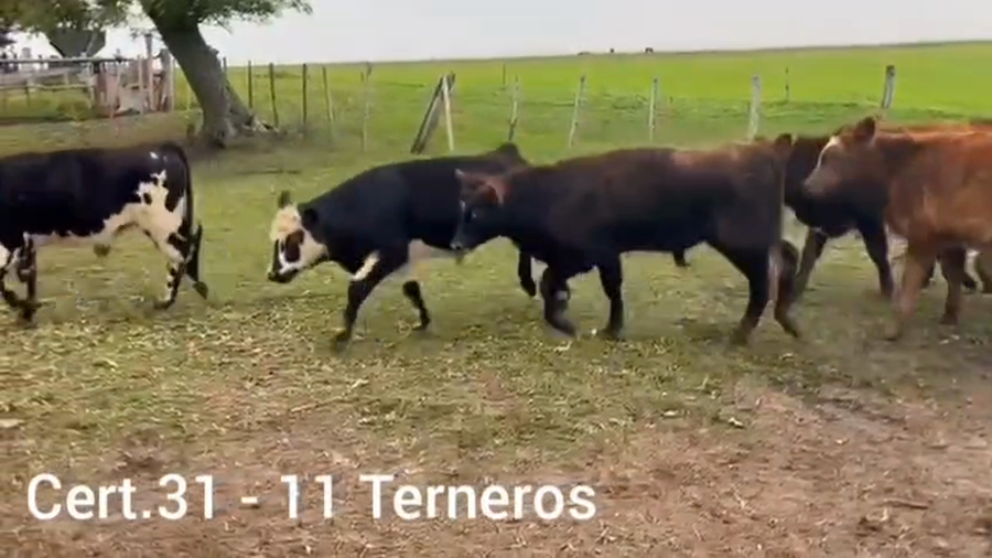 Lote TERNEROS