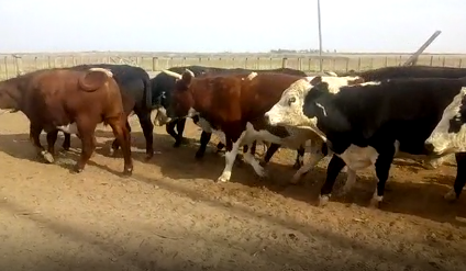 Lote 14 Novillos de 485Kg en Pueblo Italiano, Córdoba