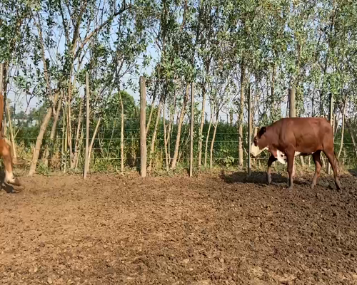 Lote 110 Vaquillonas en Pirané, Formosa