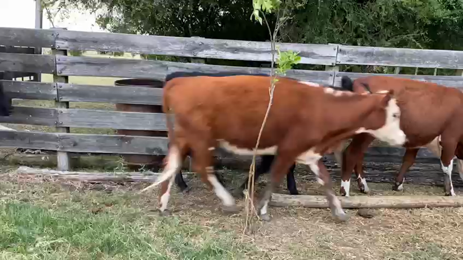 Lote 4 Vaquillonas Hereford y angus