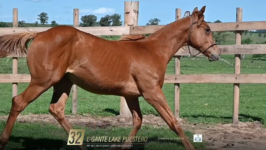 Lote Yeguarizos a remate en 6° Remate Especial de Velocidad, Montevideo
