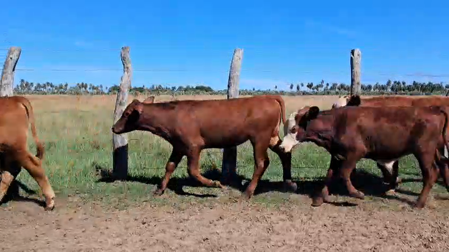 Lote 60 Terneros