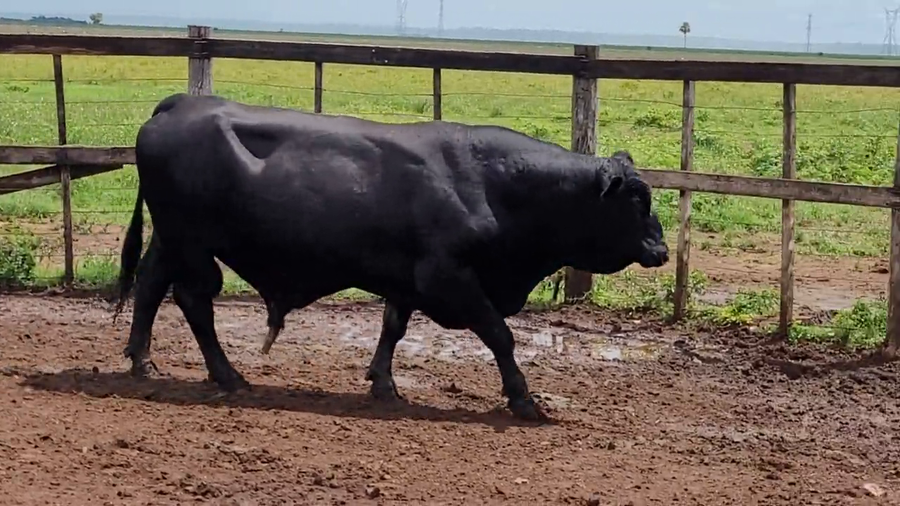 Lote Toros T. Brangus Negro a remate en Remate de Reproductores, Asunción