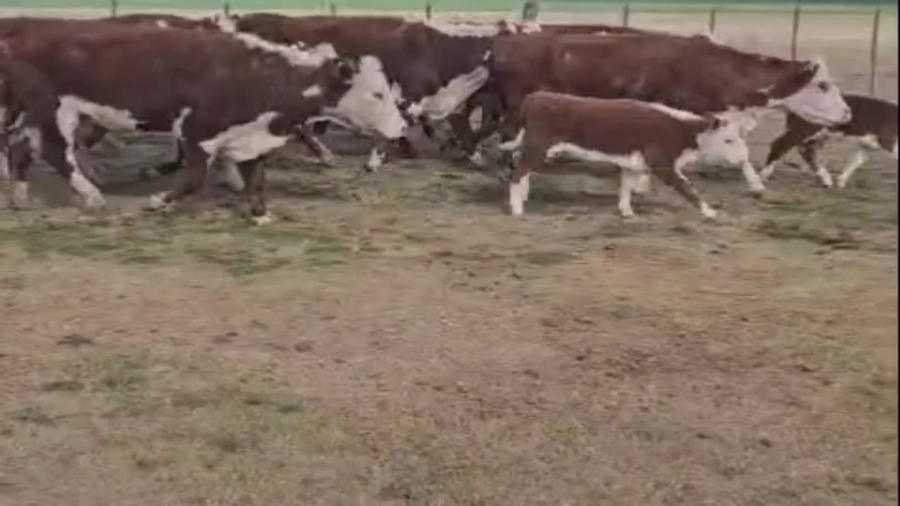 Lote 54 VACAS PREÑADAS, NUEVAS, MEDIO USO Y USADAS
