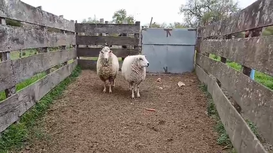 Lote 2 Carneros a remate en #49 Pantalla Carmelo en PIEDRA CHATA