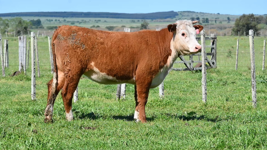 Lote 3 Vaquillonas  a remate en La Lorencita, Lavalleja