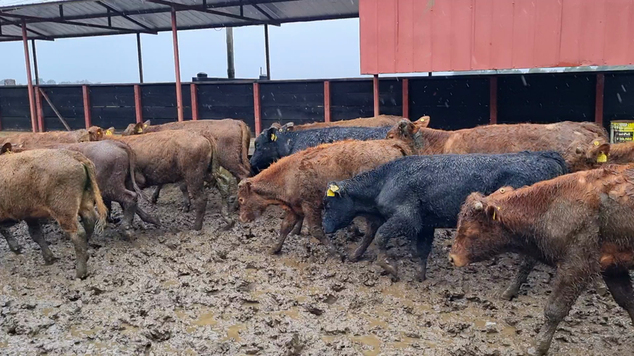 Lote 70 Ternero en Vilcún, IX Región Araucanía