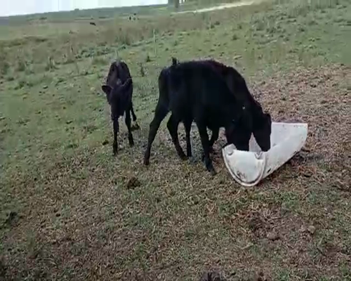 Lote 7 Terneros y Terneras CRUZAS a remate en Pantalla Camy 100kg - , San José